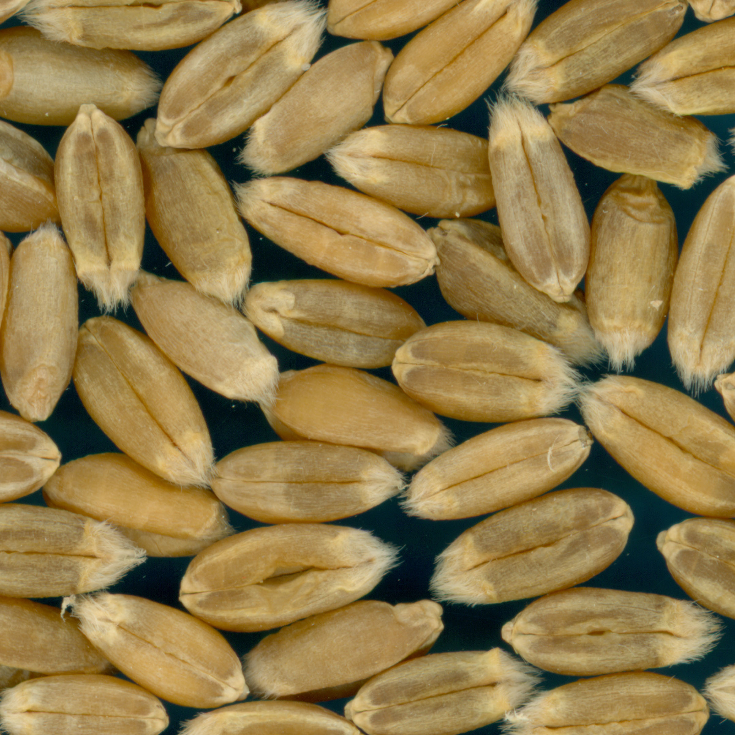 KERNELS